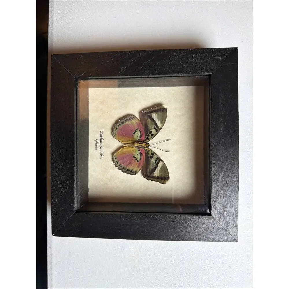 Real African Butterfly Euphaedra xypete Pink Forester Framed Taxidermy Display